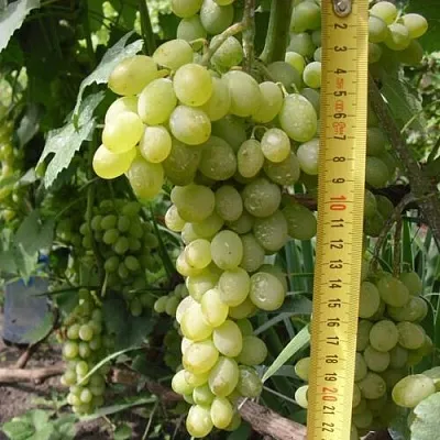 Виноград АНАНАСНЫЙ РАННИЙ  Виноград АНАНАСНЫЙ РАННИЙ в Красноярске