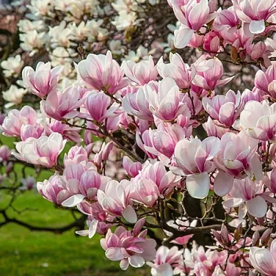 Магнолия  Магнолия в Красноярске