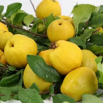 Айва ЯПОНСКАЯ  Айва ЯПОНСКАЯ в Красноярске