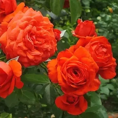 Саженцы роз МАЙНТАУЭР плетистая  Саженцы роз МАЙНТАУЭР плетистая в Красноярске