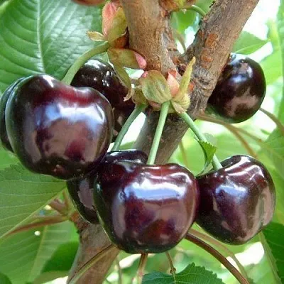 Черешня МУСКАТНАЯ  Черешня МУСКАТНАЯ в Красноярске