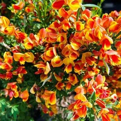 Ракитник АНДРЕАНУС  Ракитник АНДРЕАНУС в Красноярске