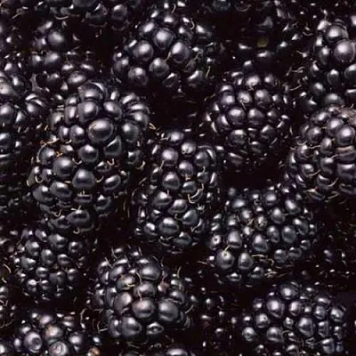 Ежевика ОРКАН бесшипная  Ежевика ОРКАН бесшипная в Красноярске