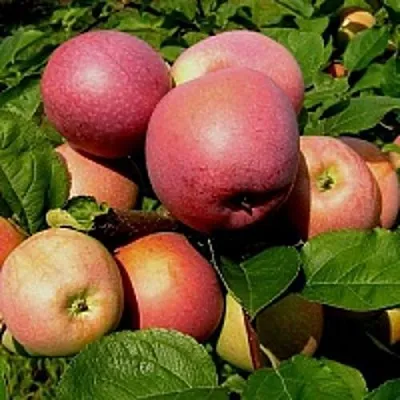 Яблоня СЛАВА ПОБЕДИТЕЛЯМ в Красноярске