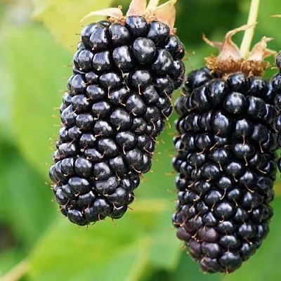 Ежевика КОЛАМБИЯ ГИГАНТ бесшипная  Ежевика КОЛАМБИЯ ГИГАНТ бесшипная в Красноярске