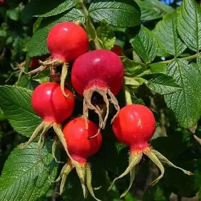 Шиповник ВИТАМИННЫЙ ВНИВИ  Шиповник ВИТАМИННЫЙ ВНИВИ в Красноярске