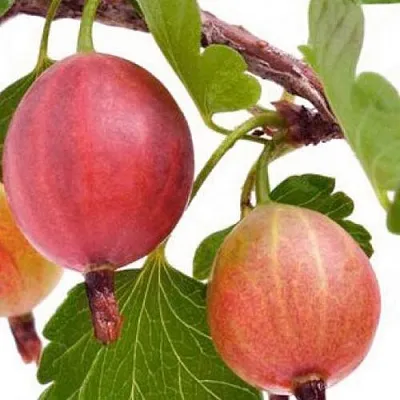 Крыжовник ЯРКИЙ  Крыжовник ЯРКИЙ в Красноярске