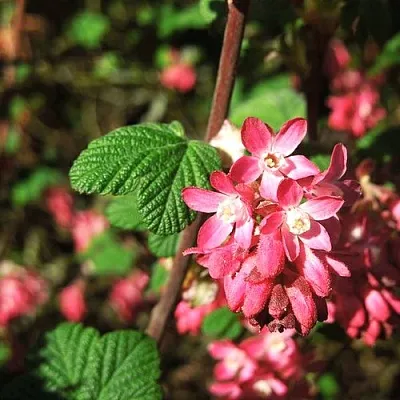 Смородина кроваво-красная ПУЛБОРО СКАРЛЕТ   Смородина кроваво-красная ПУЛБОРО СКАРЛЕТ  в Красноярске