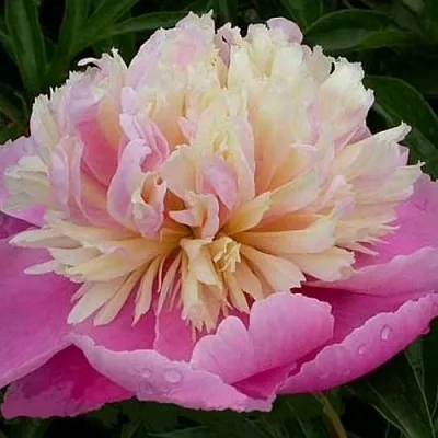 Пион ВЕСЕННЯЯ ПАЛИТРА травянистый  Пион ВЕСЕННЯЯ ПАЛИТРА травянистый в Красноярске