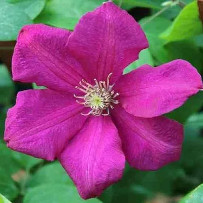 Клематис ЭРНЕСТ МАРКХАМ  Клематис ЭРНЕСТ МАРКХАМ в Красноярске