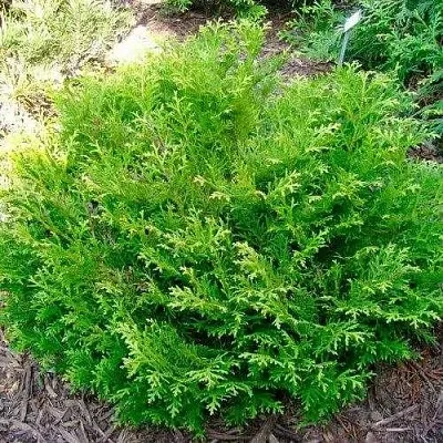 Туевик НАНА долотовидный   Туевик НАНА долотовидный  в Красноярске