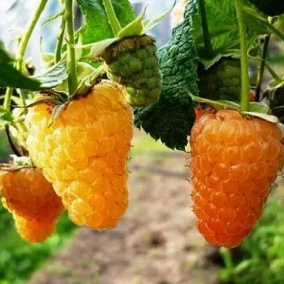 Малина ОРАНЖЕВОЕ ЧУДО  Малина ОРАНЖЕВОЕ ЧУДО в Красноярске