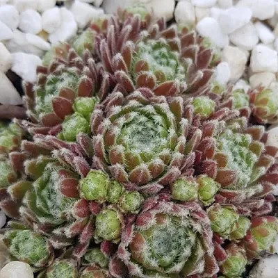 Молодило МОРКЕРС МЕРИТ  Молодило МОРКЕРС МЕРИТ в Красноярске