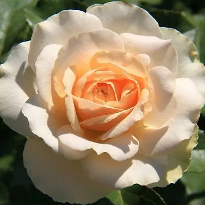 Саженцы роз САН СУСИ флорибунда  Саженцы роз САН СУСИ флорибунда в Красноярске