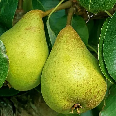 Груша Г-6 колонновидная  Груша Г-6 колонновидная в Красноярске