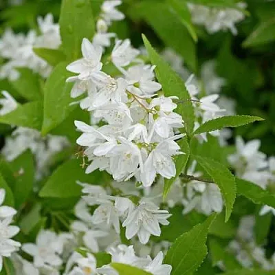 Дейция шершавая  Дейция шершавая в Красноярске