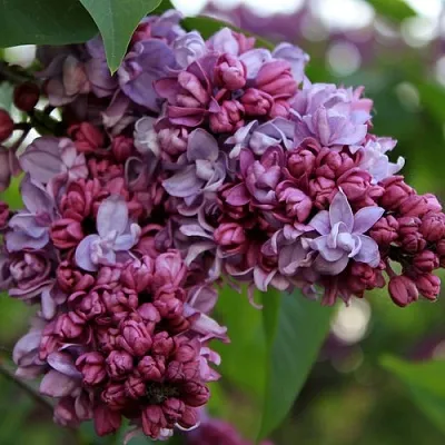 Сирень П.П.КОНЧАЛОВСКИЙ  Сирень П.П.КОНЧАЛОВСКИЙ в Красноярске