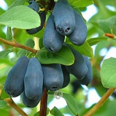 Жимолость съедобная ЮГАНА  Жимолость съедобная ЮГАНА в Красноярске