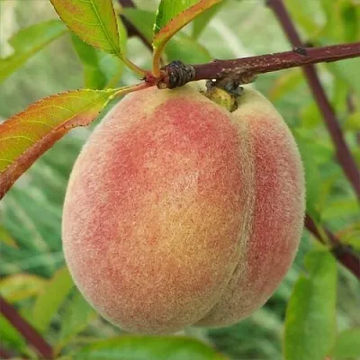 Персик ЕЛГАВСКИЙ  Персик ЕЛГАВСКИЙ в Красноярске