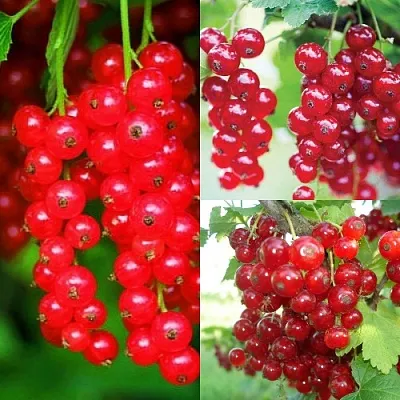 Комплект КРАСНЫЙ УРОЖАЙ в Красноярске