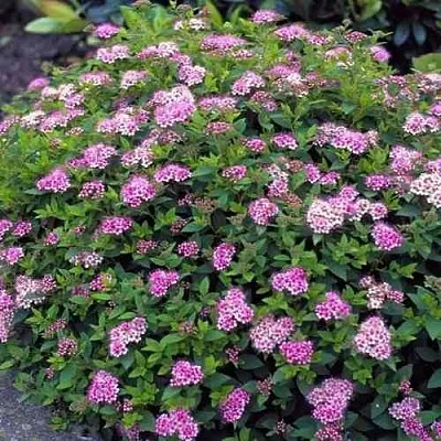 Спирея ЛИТЛ ПРИНЦЕСС японская  Спирея ЛИТЛ ПРИНЦЕСС японская в Красноярске