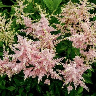 Астильба СЕСТРА ТЕРЕЗА Арендса  Астильба СЕСТРА ТЕРЕЗА Арендса в Красноярске