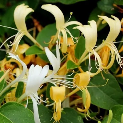 Жимолость ХАЛЛИАНА японская (Хелиана)  Жимолость ХАЛЛИАНА японская (Хелиана) в Красноярске