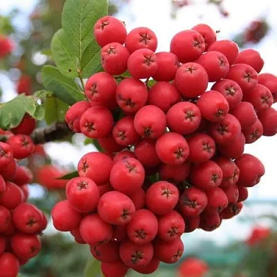 Рябина АЛАЯ КРУПНАЯ сладкоплодная в Красноярске