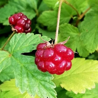 Княженика АННА  Княженика АННА в Красноярске