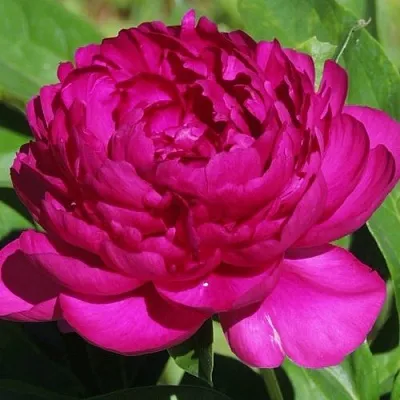Пион БАРХАТ НОЧИ травянистый  Пион БАРХАТ НОЧИ травянистый в Красноярске