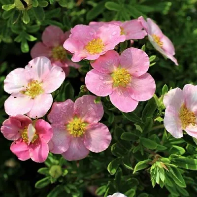 Лапчатка ЛАВЛИ ПИНК кустарниковая  Лапчатка ЛАВЛИ ПИНК кустарниковая в Красноярске