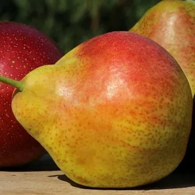 Груша ТАТЬЯНА в Красноярске