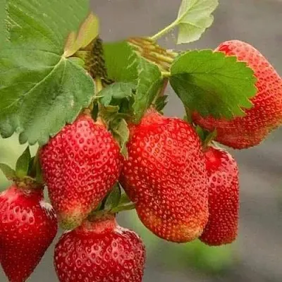 Клубника АЗИЯ  Клубника АЗИЯ в Красноярске