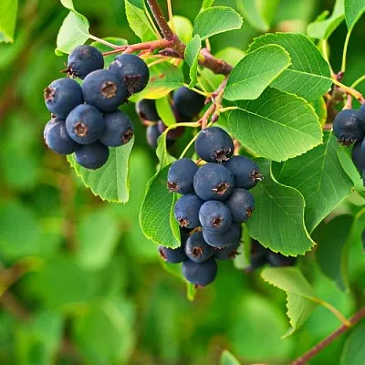 Ирга КОЛОСИСТАЯ  Ирга КОЛОСИСТАЯ в Красноярске