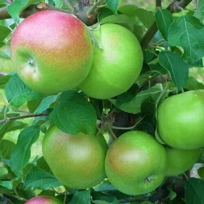 Яблоня НАВАВИТА в Красноярске