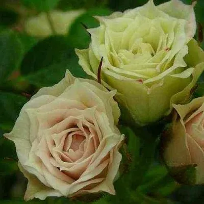 Саженцы роз ГРИН ДАЙМОНД миниатюрная  Саженцы роз ГРИН ДАЙМОНД миниатюрная в Красноярске