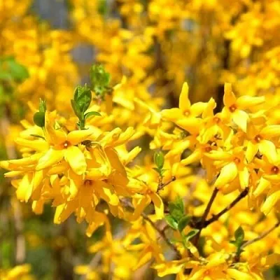 Форзиция  Форзиция в Красноярске