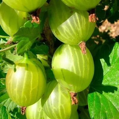 Крыжовник МАЛАХИТ  Крыжовник МАЛАХИТ в Красноярске