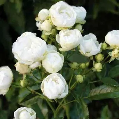 Саженцы роз УАЙТ МОРСДАГ полиантовая  Саженцы роз УАЙТ МОРСДАГ полиантовая в Красноярске