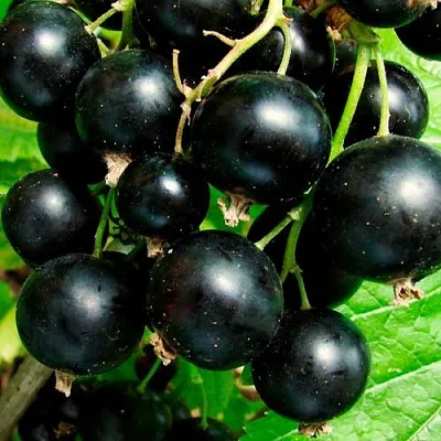 Чёрная в Красноярске