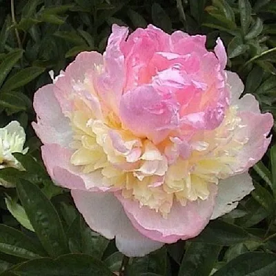Пион РАСБЕРРИ САНДЕЙ травянистый  Пион РАСБЕРРИ САНДЕЙ травянистый в Красноярске