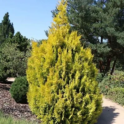 Туя СТОУНХАМ ГОЛД складчатая  Туя СТОУНХАМ ГОЛД складчатая в Красноярске