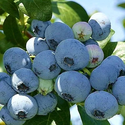 Голубика НУИ в Красноярске