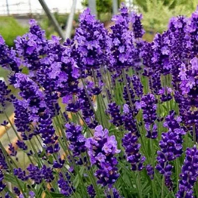 Лаванда ХИДКОТ БЛЮ узколистная  Лаванда ХИДКОТ БЛЮ узколистная в Красноярске