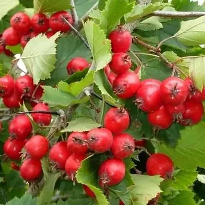 Боярышник СВАЯК  Боярышник СВАЯК в Красноярске