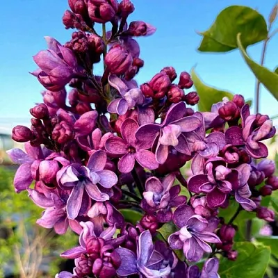 Сирень ВИОЛЕТТА  Сирень ВИОЛЕТТА в Красноярске