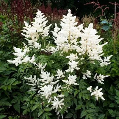 Астильба ДОЙЧЛАНД японская  Астильба ДОЙЧЛАНД японская в Красноярске