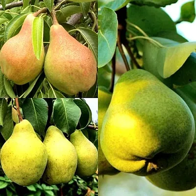 Комплект НАСТОЯЩИЙ ВОСТОРГ в Красноярске