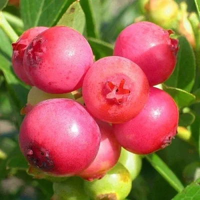 Голубика ПИНК ЛИМОНАД  Голубика ПИНК ЛИМОНАД в Красноярске