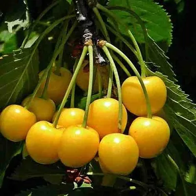 Черешня ЧЕРМАШНАЯ  Черешня ЧЕРМАШНАЯ в Красноярске